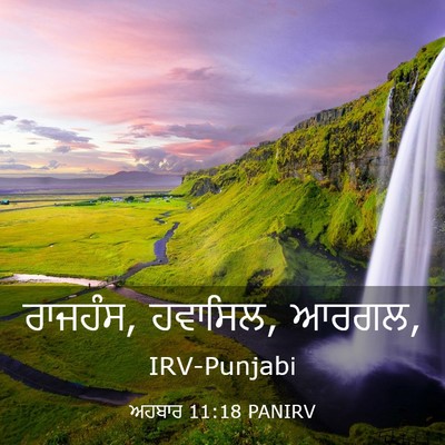 Picture 03 - ਅਹਬਾਰ 11:18 PANIRV - ਰਾਜਹੰਸ, ਹਵਾਸਿਲ, - Bible Verse Picture