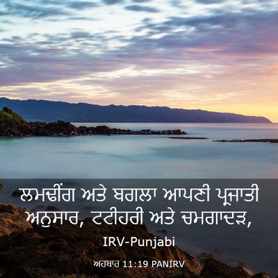 Picture 03 - ਅਹਬਾਰ 11:19 PANIRV - ਲਮਢੀਂਗ ਅਤੇ ਬਗਲਾ - Bible Verse Picture