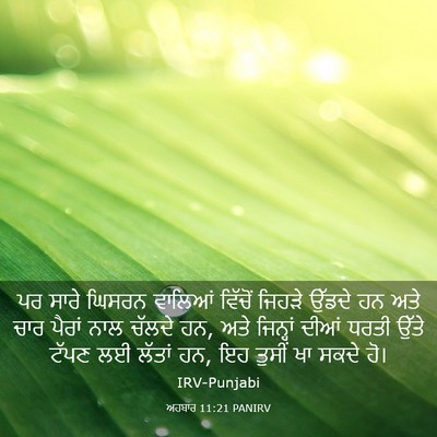 Picture 03 - ਅਹਬਾਰ 11:21 PANIRV - ਪਰ ਸਾਰੇ ਘਿਸਰਨ - Bible Verse Picture
