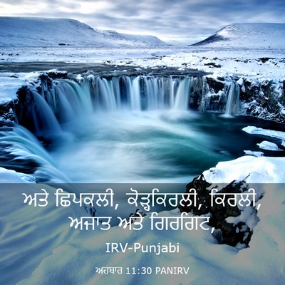 Picture 03 - ਅਹਬਾਰ 11:30 PANIRV - ਅਤੇ ਛਿਪਕਲੀ, - Bible Verse Picture