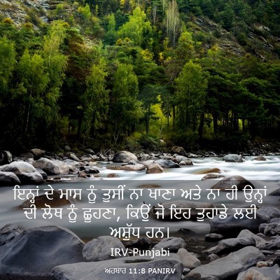 Picture 03 - ਅਹਬਾਰ 11:8 PANIRV - ਇਨ੍ਹਾਂ ਦੇ ਮਾਸ ਨੂੰ - Bible Verse Picture