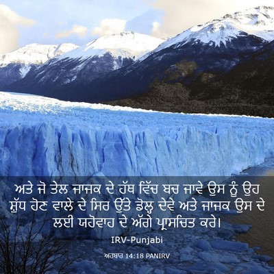 Picture 03 - ਅਹਬਾਰ 14:18 PANIRV - ਅਤੇ ਜੋ ਤੇਲ ਜਾਜਕ ਦੇ - Bible Verse Picture