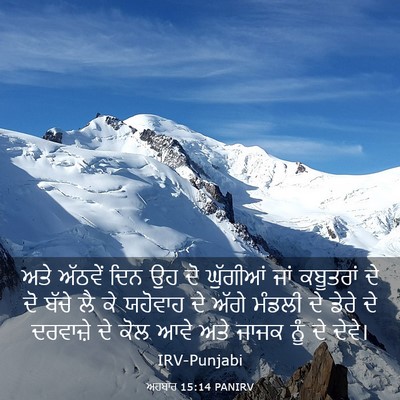Picture 03 - ਅਹਬਾਰ 15:14 PANIRV - ਅਤੇ ਅੱਠਵੇਂ ਦਿਨ ਉਹ - Bible Verse Picture