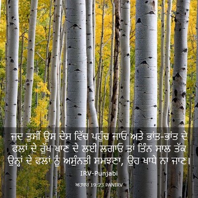 Picture 03 - ਅਹਬਾਰ 19:23 PANIRV - ਜਦ ਤੁਸੀਂ ਉਸ ਦੇਸ - Bible Verse Picture