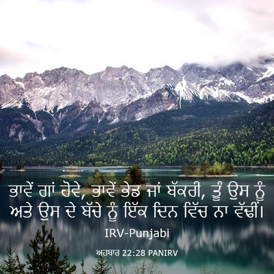 Picture 03 - ਅਹਬਾਰ 22:28 PANIRV - ਭਾਵੇਂ ਗਾਂ ਹੋਵੇ, - Bible Verse Picture