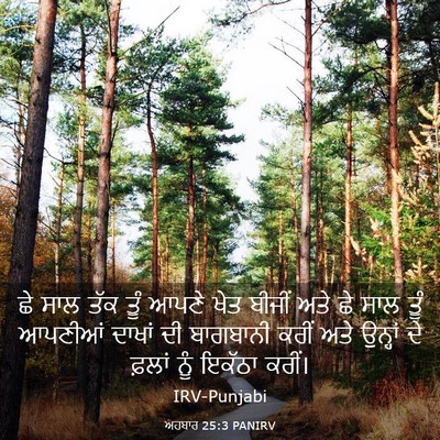 Picture 03 - ਅਹਬਾਰ 25:3 PANIRV - ਛੇ ਸਾਲ ਤੱਕ ਤੂੰ ਆਪਣੇ - Bible Verse Picture