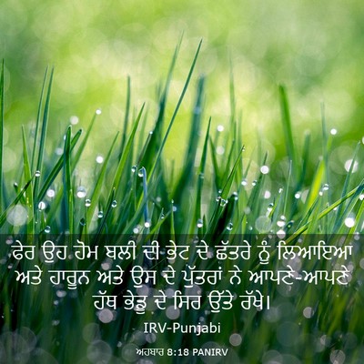Picture 03 - ਅਹਬਾਰ 8:18 PANIRV - ਫੇਰ ਉਹ ਹੋਮ ਬਲੀ ਦੀ - Bible Verse Picture