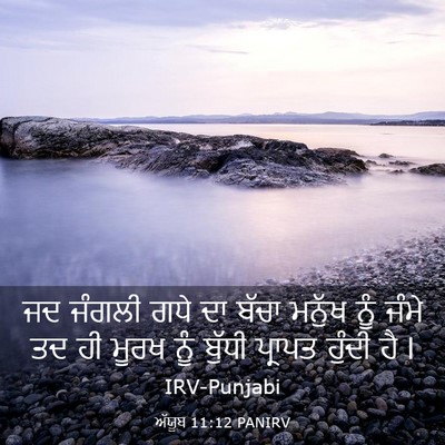 Picture 03 - ਅੱਯੂਬ 11:12 PANIRV - ਜਦ ਜੰਗਲੀ ਗਧੇ ਦਾ - Bible Verse Picture