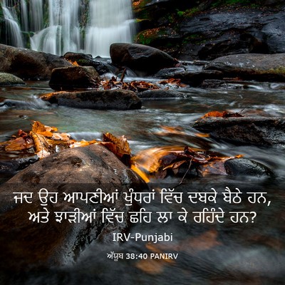 Picture 03 - ਅੱਯੂਬ 38:40 PANIRV - ਜਦ ਉਹ ਆਪਣੀਆਂ - Bible Verse Picture