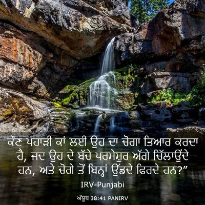 Picture 03 - ਅੱਯੂਬ 38:41 PANIRV - ਕੌਣ ਪਹਾੜੀ ਕਾਂ ਲਈ ਉਹ - Bible Verse Picture