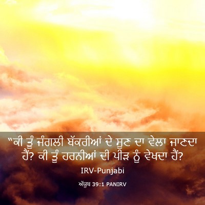 Picture 03 - ਅੱਯੂਬ 39:1 PANIRV - “ਕੀ ਤੂੰ ਜੰਗਲੀ - Bible Verse Picture