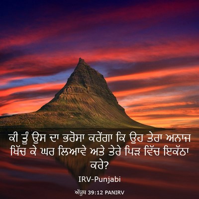 Picture 03 - ਅੱਯੂਬ 39:12 PANIRV - ਕੀ ਤੂੰ ਉਸ ਦਾ ਭਰੋਸਾ - Bible Verse Picture