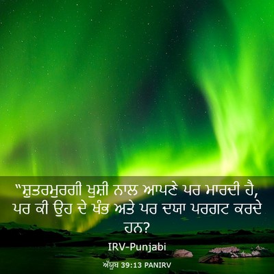 Picture 03 - ਅੱਯੂਬ 39:13 PANIRV - “ਸ਼ੁਤਰਮੁਰਗੀ ਖੁਸ਼ੀ - Bible Verse Picture