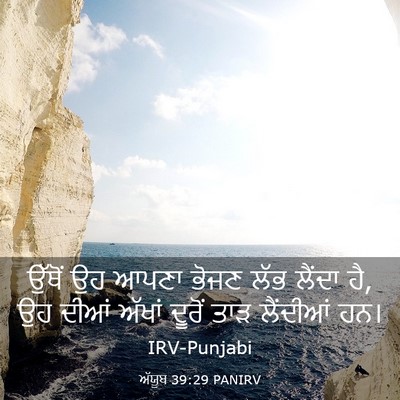 Picture 03 - ਅੱਯੂਬ 39:29 PANIRV - ਉੱਥੋਂ ਉਹ ਆਪਣਾ ਭੋਜਣ - Bible Verse Picture