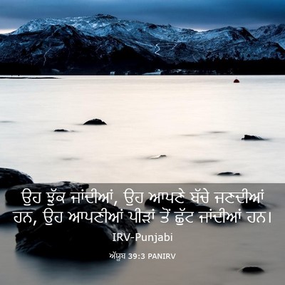 Picture 03 - ਅੱਯੂਬ 39:3 PANIRV - ਉਹ ਝੁੱਕ ਜਾਂਦੀਆਂ, ਉਹ - Bible Verse Picture
