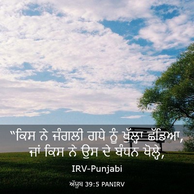 Picture 03 - ਅੱਯੂਬ 39:5 PANIRV - “ਕਿਸ ਨੇ ਜੰਗਲੀ ਗਧੇ - Bible Verse Picture