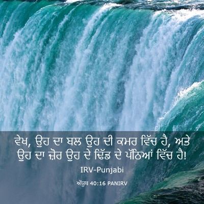 Picture 03 - ਅੱਯੂਬ 40:16 PANIRV - ਵੇਖ, ਉਹ ਦਾ ਬਲ ਉਹ ਦੀ - Bible Verse Picture