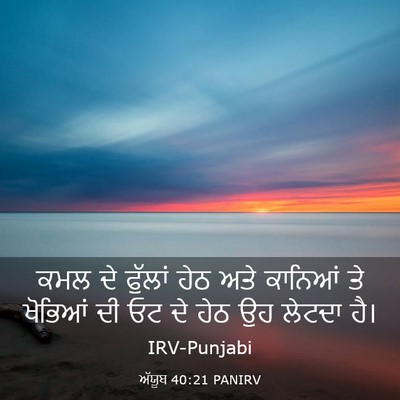 Picture 03 - ਅੱਯੂਬ 40:21 PANIRV - ਕਮਲ ਦੇ ਫੁੱਲਾਂ ਹੇਠ - Bible Verse Picture