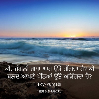 Picture 03 - ਅੱਯੂਬ 6:5 PANIRV - ਕੀ, ਜੰਗਲੀ ਗਧਾ ਘਾਹ - Bible Verse Picture