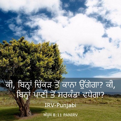 Picture 03 - ਅੱਯੂਬ 8:11 PANIRV - ਕੀ, ਬਿਨ੍ਹਾਂ ਚਿੱਕੜ - Bible Verse Picture