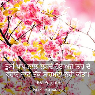 Picture 03 - ਇਬਰਾਨੀ 12:4 PANIRV - ਤੁਸੀਂ ਪਾਪ ਨਾਲ ਲੜਦੇ - Bible Verse Picture