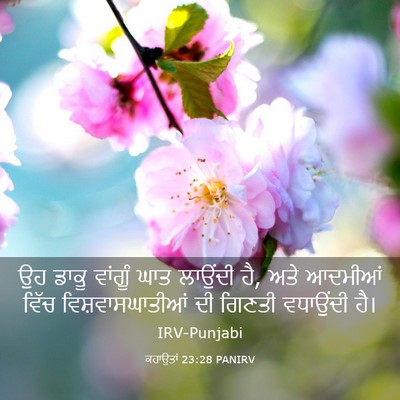 Picture 03 - ਕਹਾਉਤਾਂ 23:28 PANIRV - ਉਹ ਡਾਕੂ ਵਾਂਗੂੰ ਘਾਤ - Bible Verse Picture