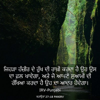 Picture 03 - ਕਹਾਉਤਾਂ 27:18 PANIRV - ਜਿਹੜਾ ਹੰਜ਼ੀਰ ਦੇ - Bible Verse Picture