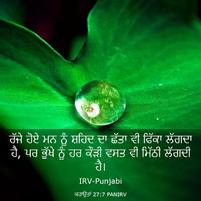 Picture 03 - ਕਹਾਉਤਾਂ 27:7 PANIRV - ਰੱਜੇ ਹੋਏ ਮਨ ਨੂੰ - Bible Verse Picture