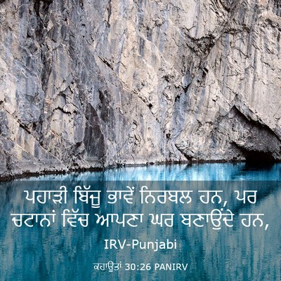 Picture 03 - ਕਹਾਉਤਾਂ 30:26 PANIRV - ਪਹਾੜੀ ਬਿੱਜੂ ਭਾਵੇਂ - Bible Verse Picture
