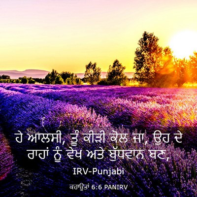 Picture 03 - ਕਹਾਉਤਾਂ 6:6 PANIRV - ਹੇ ਆਲਸੀ, ਤੂੰ ਕੀੜੀ - Bible Verse Picture