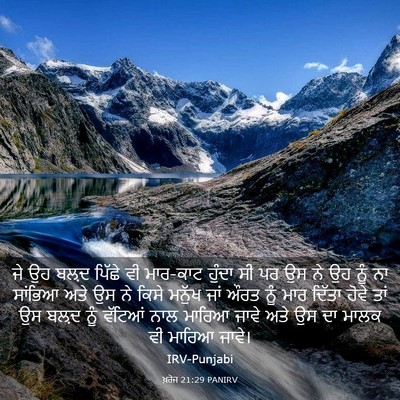 Picture 03 - ਖ਼ਰੋਜ 21:29 PANIRV - ਜੇ ਉਹ ਬਲ਼ਦ ਪਿੱਛੇ ਵੀ - Bible Verse Picture