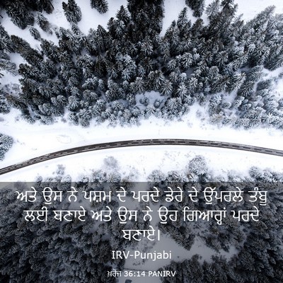 Picture 03 - ਖ਼ਰੋਜ 36:14 PANIRV - ਅਤੇ ਉਸ ਨੇ ਪਸ਼ਮ ਦੇ - Bible Verse Picture