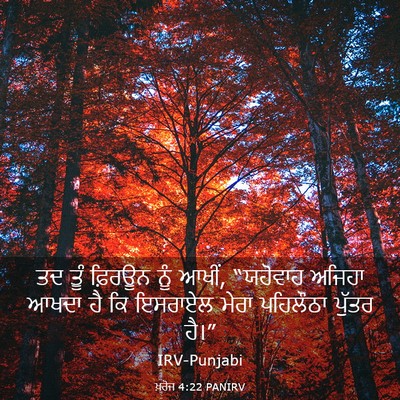 Picture 03 - ਖ਼ਰੋਜ 4:22 PANIRV - ਤਦ ਤੂੰ ਫ਼ਿਰਊਨ ਨੂੰ - Bible Verse Picture