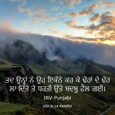 Picture 03 - ਖ਼ਰੋਜ 8:14 PANIRV - ਤਦ ਉਨ੍ਹਾਂ ਨੇ ਉਹ - Bible Verse Picture
