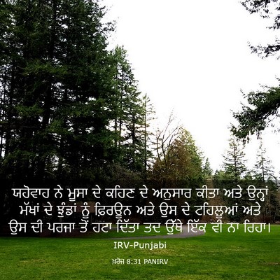 Picture 03 - ਖ਼ਰੋਜ 8:31 PANIRV - ਯਹੋਵਾਹ ਨੇ ਮੂਸਾ ਦੇ - Bible Verse Picture