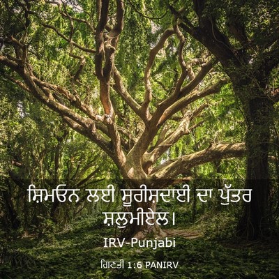 Picture 03 - ਗਿਣਤੀ 1:6 PANIRV - ਸ਼ਿਮਓਨ ਲਈ - Bible Verse Picture
