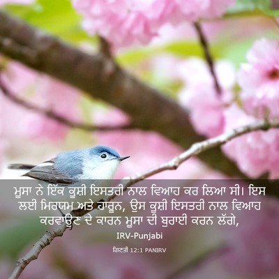 Picture 03 - ਗਿਣਤੀ 12:1 PANIRV - ਮੂਸਾ ਨੇ ਇੱਕ ਕੂਸ਼ੀ - Bible Verse Picture
