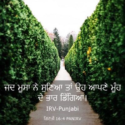 Picture 03 - ਗਿਣਤੀ 16:4 PANIRV - ਜਦ ਮੂਸਾ ਨੇ ਸੁਣਿਆ - Bible Verse Picture