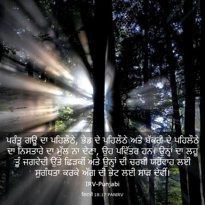 Picture 03 - ਗਿਣਤੀ 18:17 PANIRV - ਪਰੰਤੂ ਗਊ ਦਾ - Bible Verse Picture