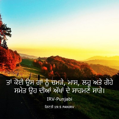Picture 03 - ਗਿਣਤੀ 19:5 PANIRV - ਤਾਂ ਕੋਈ ਉਸ ਗਾਂ ਨੂੰ - Bible Verse Picture