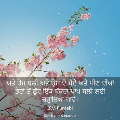 Picture 03 - ਗਿਣਤੀ 29:16 PANIRV - ਅਤੇ ਹੋਮ ਬਲੀ ਅਤੇ ਉਸ - Bible Verse Picture