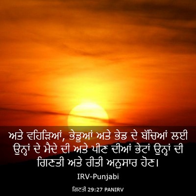 Picture 03 - ਗਿਣਤੀ 29:27 PANIRV - ਅਤੇ ਵਹਿੜਿਆਂ, - Bible Verse Picture