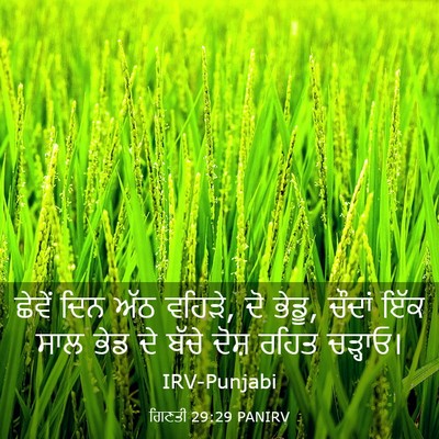 Picture 03 - ਗਿਣਤੀ 29:29 PANIRV - ਛੇਵੇਂ ਦਿਨ ਅੱਠ - Bible Verse Picture
