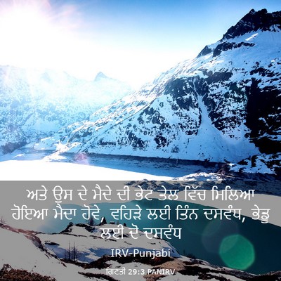 Picture 03 - ਗਿਣਤੀ 29:3 PANIRV - ਅਤੇ ਉਸ ਦੇ ਮੈਦੇ ਦੀ - Bible Verse Picture