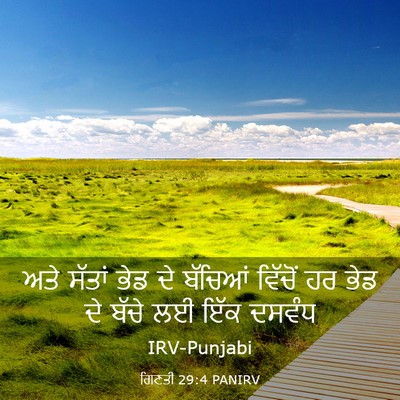 Picture 03 - ਗਿਣਤੀ 29:4 PANIRV - ਅਤੇ ਸੱਤਾਂ ਭੇਡ ਦੇ - Bible Verse Picture