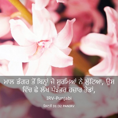 Picture 03 - ਗਿਣਤੀ 31:32 PANIRV - ਮਾਲ ਡੰਗਰ ਤੋਂ - Bible Verse Picture