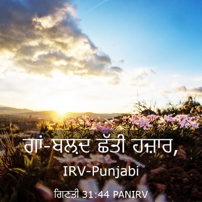 Picture 03 - ਗਿਣਤੀ 31:44 PANIRV - ਗਾਂ-ਬਲ਼ਦ ਛੱਤੀ - Bible Verse Picture