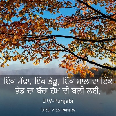 Picture 03 - ਗਿਣਤੀ 7:15 PANIRV - ਇੱਕ ਮੇਂਢਾ, ਇੱਕ - Bible Verse Picture