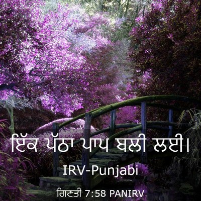Picture 03 - ਗਿਣਤੀ 7:58 PANIRV - ਇੱਕ ਪੱਠਾ ਪਾਪ ਬਲੀ - Bible Verse Picture