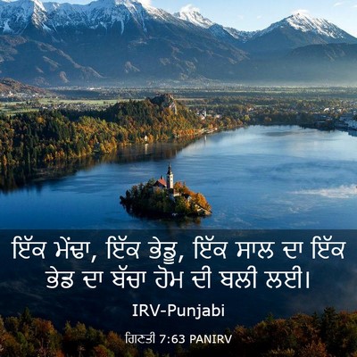 Picture 03 - ਗਿਣਤੀ 7:63 PANIRV - ਇੱਕ ਮੇਂਢਾ, ਇੱਕ - Bible Verse Picture